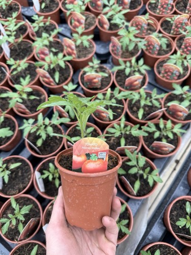 Pack tomato plants 9cm pots - tomato,