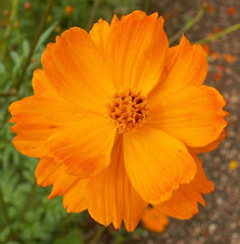 COSMOS ORANGE CARPET Flower Seeds sulphureus planting Garden Wildflower UK