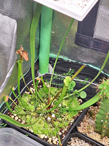 Sarracenia pitcher plant live - sarracenia,