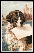 NEWFOUNDLAND LANDSEER DOG