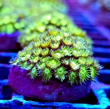 Toxic Lime green  (Goniopora)
