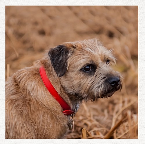 Dog border terrier fabric - -,