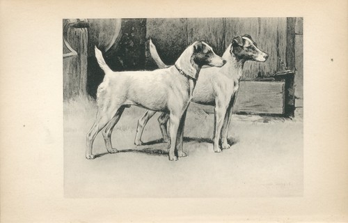 Smooth fox terrier dogs rare - smooth,