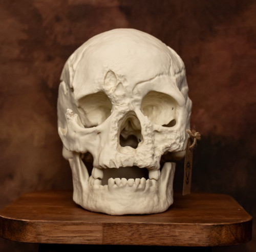 Human skull replica - skull, life