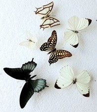 Butterfly Collection Set x6