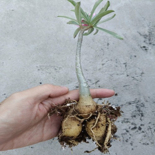 15cm succulent cactus plant - 15cm,