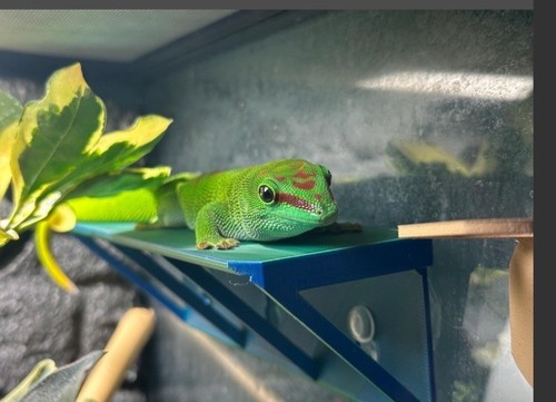 Herbie frog gecko - frog, &
