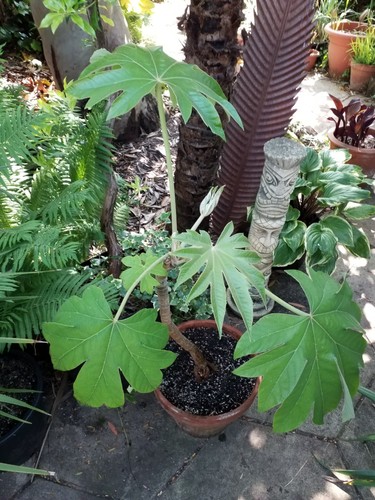 Tetrapanax papyrifer rex mulu - tetrapanax, (mulu