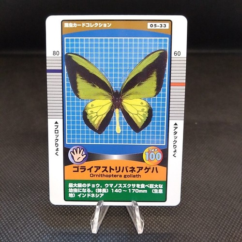 Ornithoptera gliath insect - gliath,