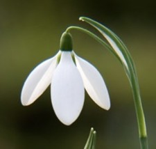 3 x Galanthus Valentinei subsp