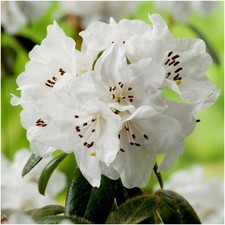Dwarf Rhododendron Japonica 'Snow Lady' | Evergreen Shrub | Pot Plant