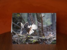 Ruffed grouse - A5 Photography