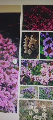 Established potted wild - x,