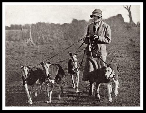 Greyhound lady and dogs - greyhound,