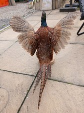 Taxidermy Common Pheasant