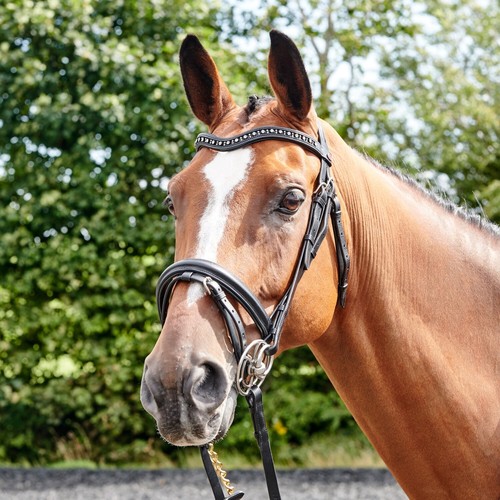 Whitaker lynton flash bridle - lynton,
