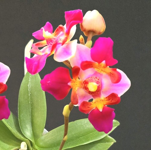 Mini phalaenopsis equestris - mini,