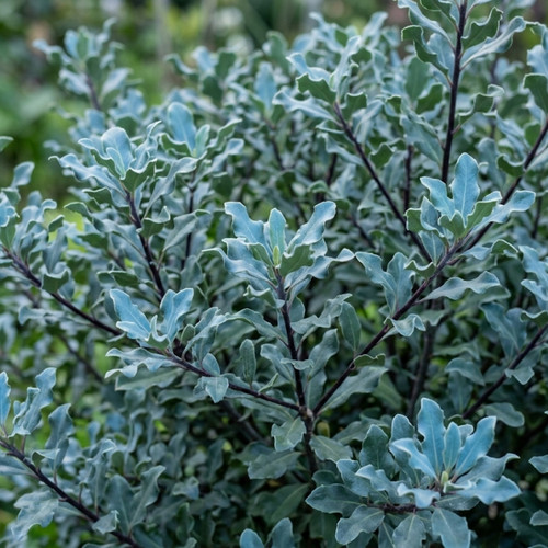Large plant pittosporum - 1,