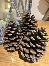 Giant Pine Fir Cones for Crafts