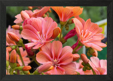 lewisia in spring season