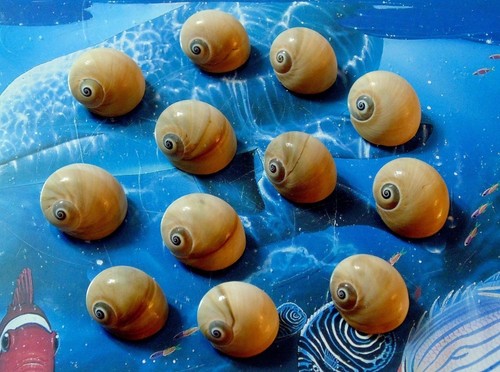 Twelve polinices didyma - polinices,
