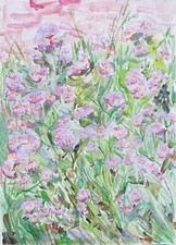 Swan River Purple Daisy Garden