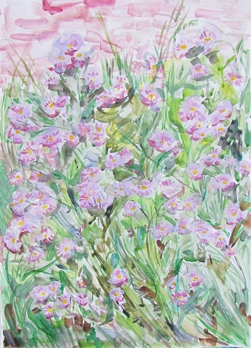 Swan river purple daisy garden - swan,