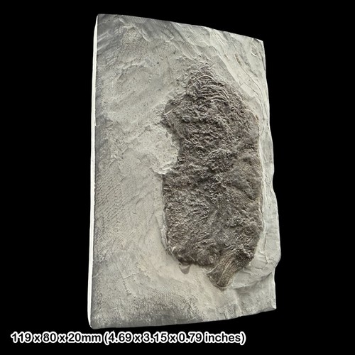 Pentacrinites crinoid fossil - pentacrinites,