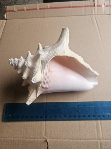 Large vintage queen - vintage, conch