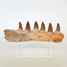 Mosasaur Jaw Fragment with