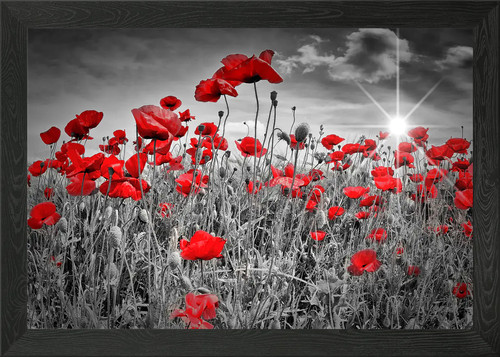 Idyllic field poppies - field,