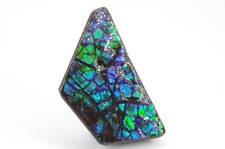 Ammolite du Canada 5x2.8cm
