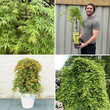 Acer Plant Japanese Maple