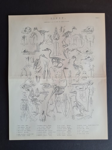 Antique print - (c., 1890)