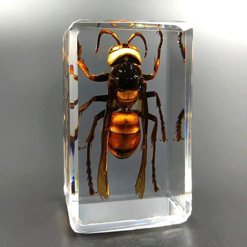 Insect resin giant hornet - insect,