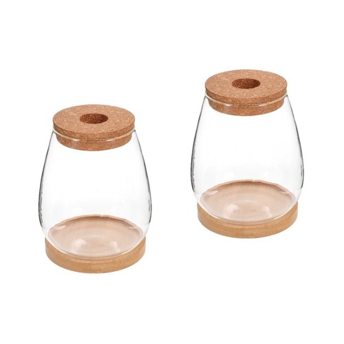 Transparent glass succulent - transparent,