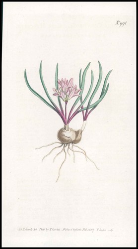 1808 curtis botanical massonia - curtis,
