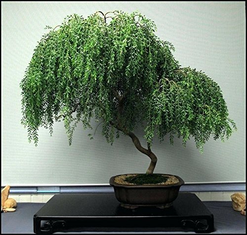 Bonsai dwarf weeping willow - weeping,