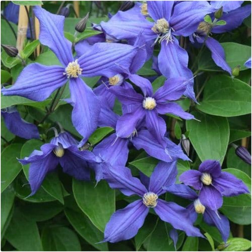 Clematis integrifolia - clematis,