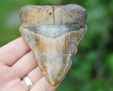 REAL MEGALODON SHARK TOOTH, NATURAL NO REPAIRS, BIGGEST UK STOCK OF INDO MEGS!