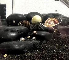 5 Live Baby Mystery Snails –