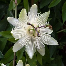 Passiflora Snow Queen Passion