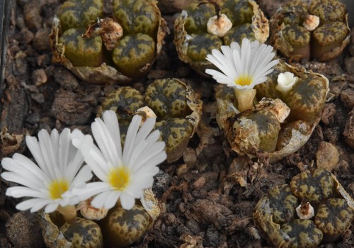 Conophytum pellucidum - , sb