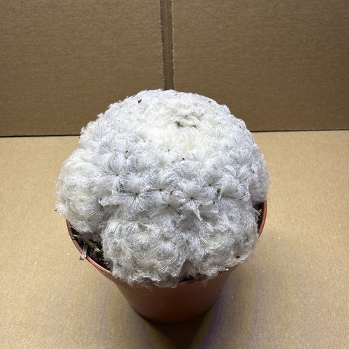 Mammillaria plumosa the - plumosa,