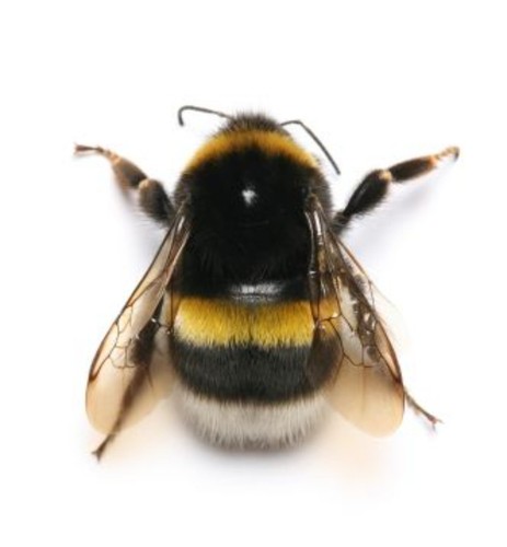 Real bumblebee - real, female)