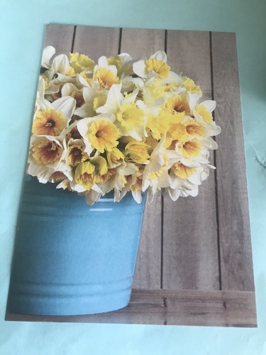 Daffodil a vase - in,