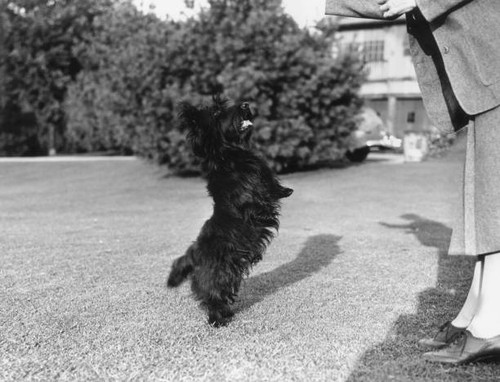 Scottish terrier fala sits - scottish,