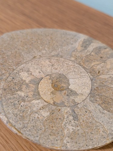 Polished ammonite shell fossil - polished,