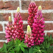 6 Dwarf Lupin Lupini  Pink