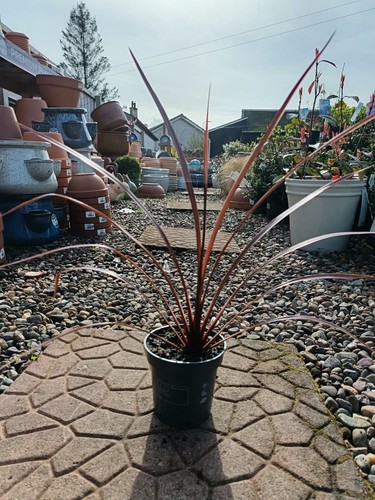 Red cordyline australis - cordyline, in
